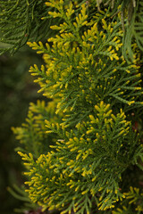 texture of pine needles, macro shot of thuja
