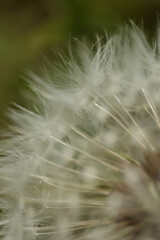 Obraz premium dandelion seed head