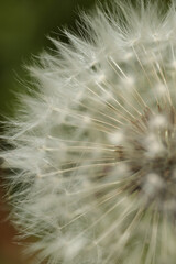 close up of dandelion