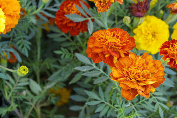Red french marigold flower blossom in garden, red french Mari Gold flowers for decorate garden, Close up of beautiful small marigold flower in garden. Marigold flowers bloom in nature