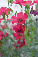 Fototapeta premium Linum Grandiflorum Rubrum Scarlet Flax bloomed in the garden on a flower bed, Red Linum Grandiflorums closeup in nature, Red flaxs or flowering flaxs, scarlet flax, crimson flax flower head close-up