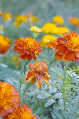 Red french marigold flower blossom in garden, red french Mari Gold flowers for decorate garden, Close up of beautiful small marigold flower in garden. Marigold flowers bloom in nature