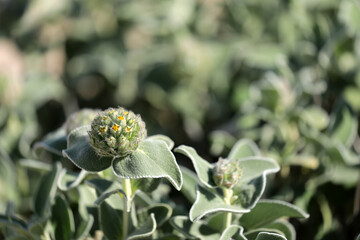 Phlomis smut yellow-flowering