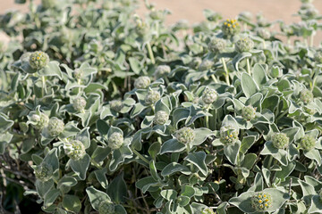 Phlomis smut yellow-flowering