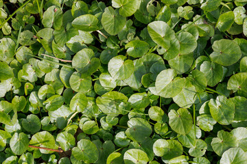 Green background of plant leaves