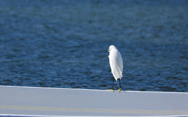 Heron by the sea in southern France