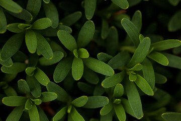 green leaves background