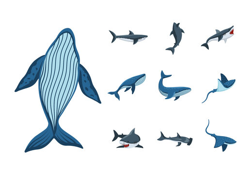 Blue And Gray Shark Whale Stingray Design Set