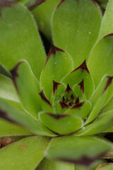 close up of succulent plant