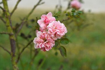 Beautiful pink rose flower closeup in garden, A very beautiful pink yellow rose flower bloomed on the rose tree, Rose flower closeup, bloom flowers, Natural spring flower floral background