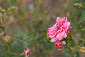 Beautiful pink rose flower closeup in garden, A very beautiful pink yellow rose flower bloomed on the rose tree, Rose flower closeup, bloom flowers, Natural spring flower floral background