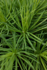 Fototapeta premium texture of pine needles, macro shot of pine