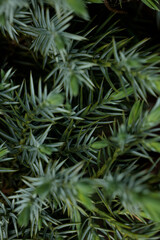 texture of pine needles, macro shot of pine