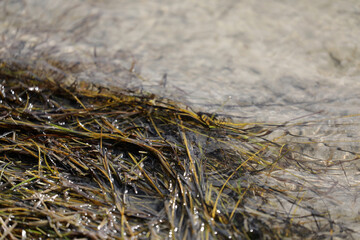 Seagrass beach plant sea washed ashore