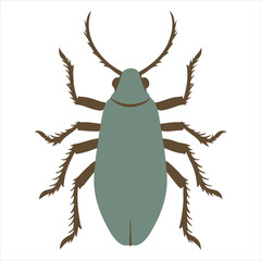 Animal cockroach  Graphic silhouette image set against a white backdrop