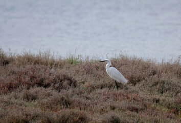 Heron by the sea in southern France
