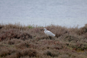 Heron by the sea in southern France