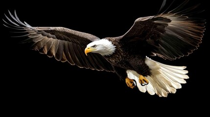 Obraz premium A majestic bald eagle with expansive wings gracefully gliding through the air