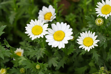 Fototapeta premium white Common daisy beautiful flowers with blur green background in garden, White beautiful daisies on a field in green grass, Oxeye daisy, Leucanthemum vulgare, Daisies, Dox-eye, Dog daisy in nature