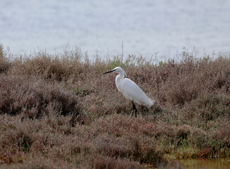Heron by the sea in southern France