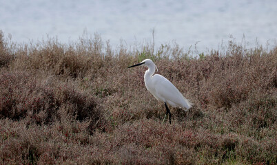 Heron by the sea in southern France