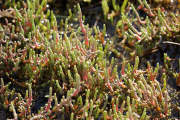 Queller Plant Sea Salicorn in Seawater