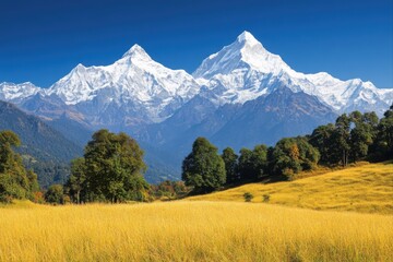 Scenic view of snow capped mountains with golden field for travel and tourism purposes