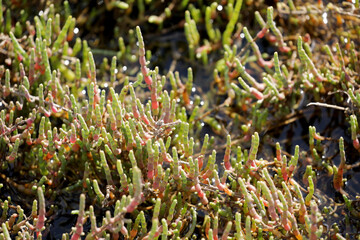 Queller Plant Sea Salicorn in Seawater