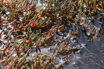 Queller Plant Sea Salicorn in Seawater