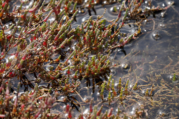 Queller Plant Sea Salicorn in Seawater