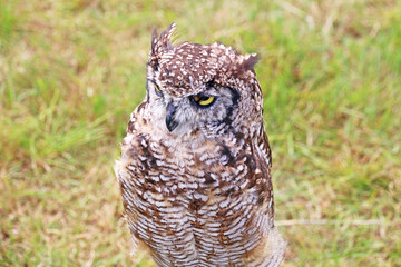 	
Eagle owl in a field	
