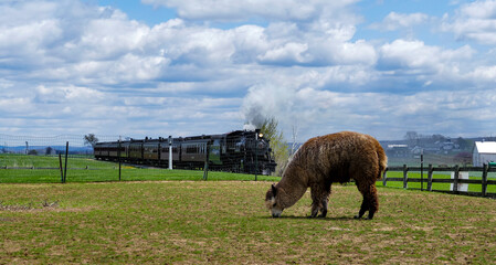 An alpaca grazes peacefully in a green field while a vintage steam train chugs along the tracks...
