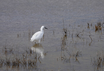 Heron by the sea in southern France