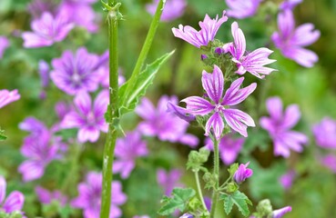 peaceful flowers and natural environment in nature