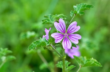 peaceful flowers and natural environment in nature
