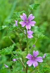 peaceful flowers and natural environment in nature