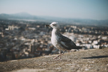 Seagull stands gracefully against urban landscape backdrop