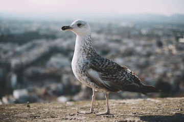 Seagull in urban setting overlooking cityscape with soft focus background