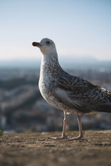 Majestic seagull posing against a blurred urban skyline background