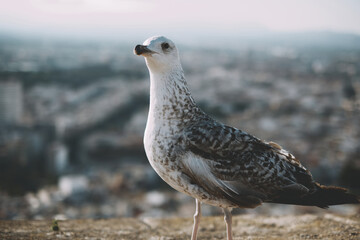 Seagull perched on urban rooftop overlooking cityscape horizon