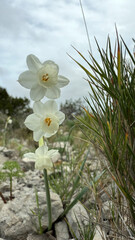 Small daffodils in the mountains of La Clape Aude Southern France