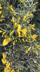 Gorse yellow-flowering