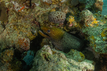 Moray eel Mooray lycodontis undulatus in the Red Sea, Eilat Israel
