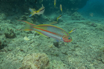Fish swimming in the Red Sea, colorful fish, Eilat Israel
