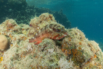 Fish swimming in the Red Sea, colorful fish, Eilat Israel
