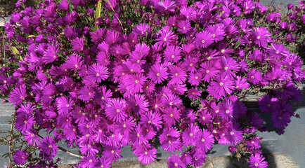 Purple midday flower