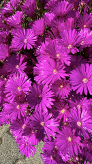 Purple midday flower