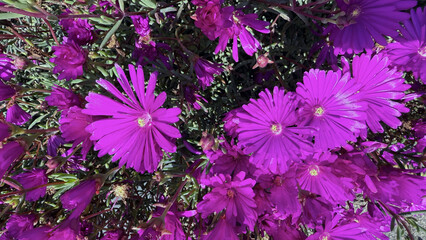 Purple midday flower