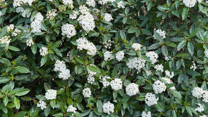 Evergreen Snowball Viburnum