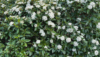 Evergreen Snowball Viburnum